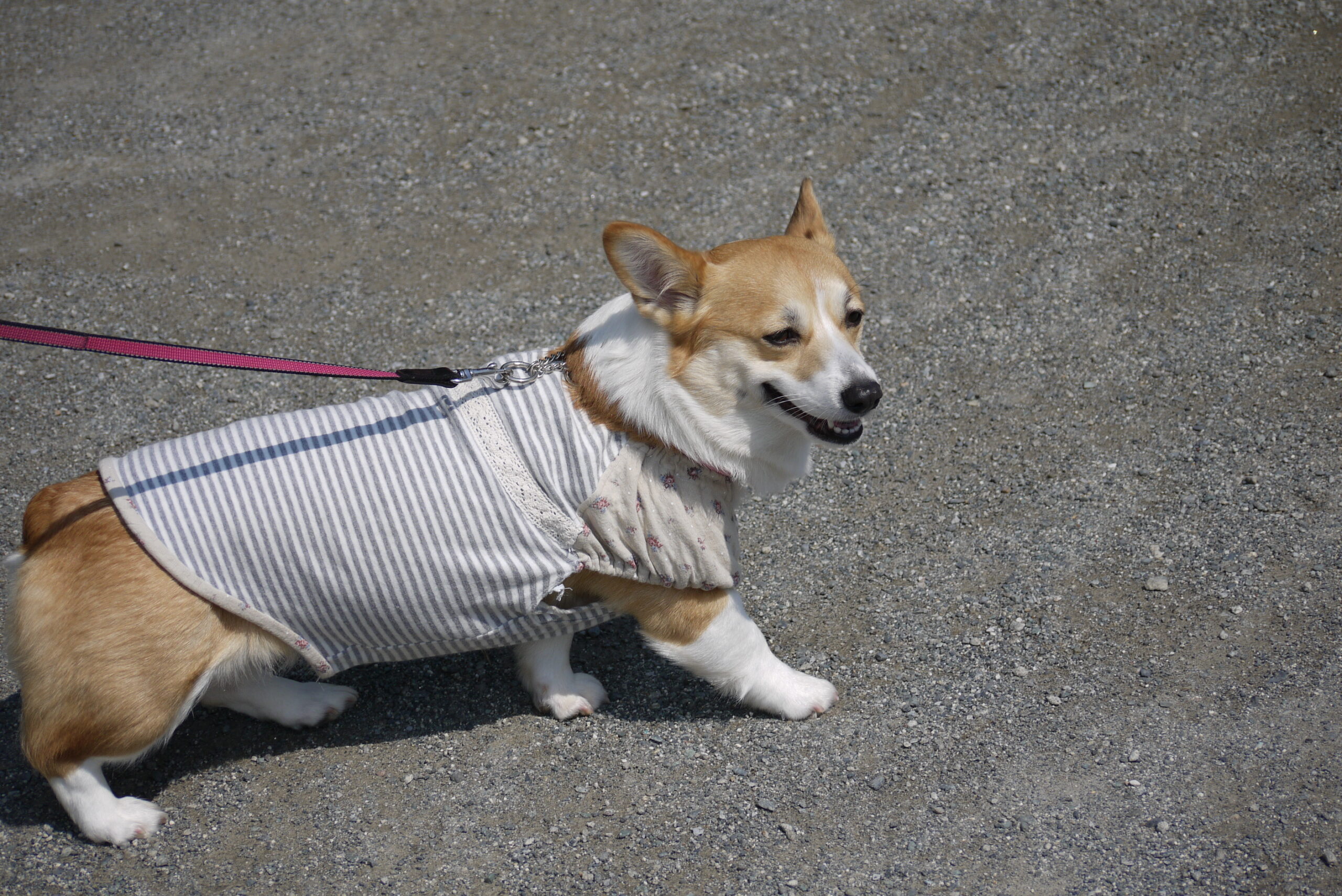 首輪に決めた後の散歩中のサラ