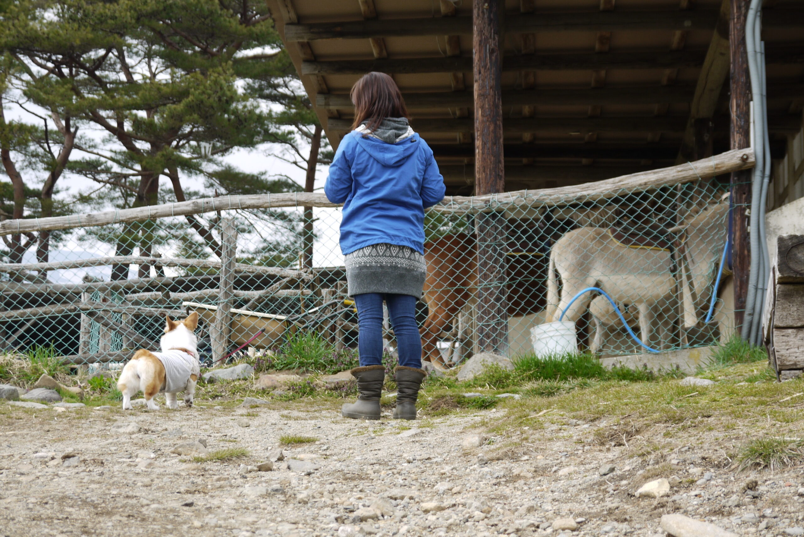 馬小屋に近づくサラを見守る飼い主と、柵の中の馬2頭