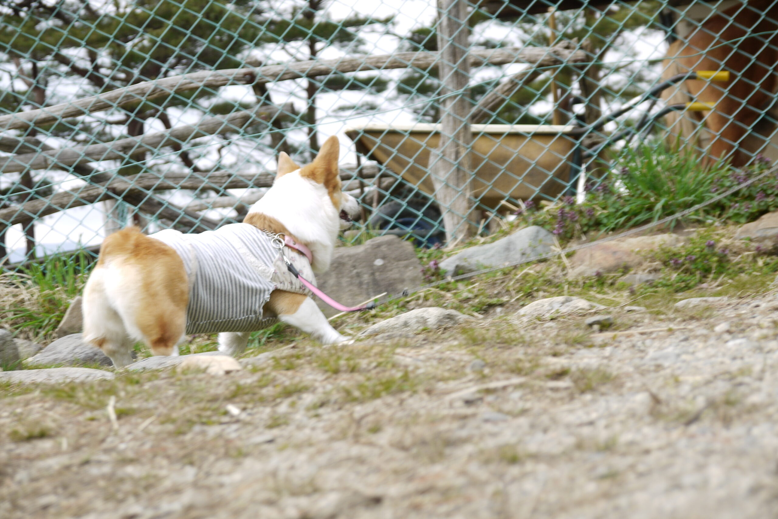 柵越しに馬をじっと見つめるサラの後ろ姿