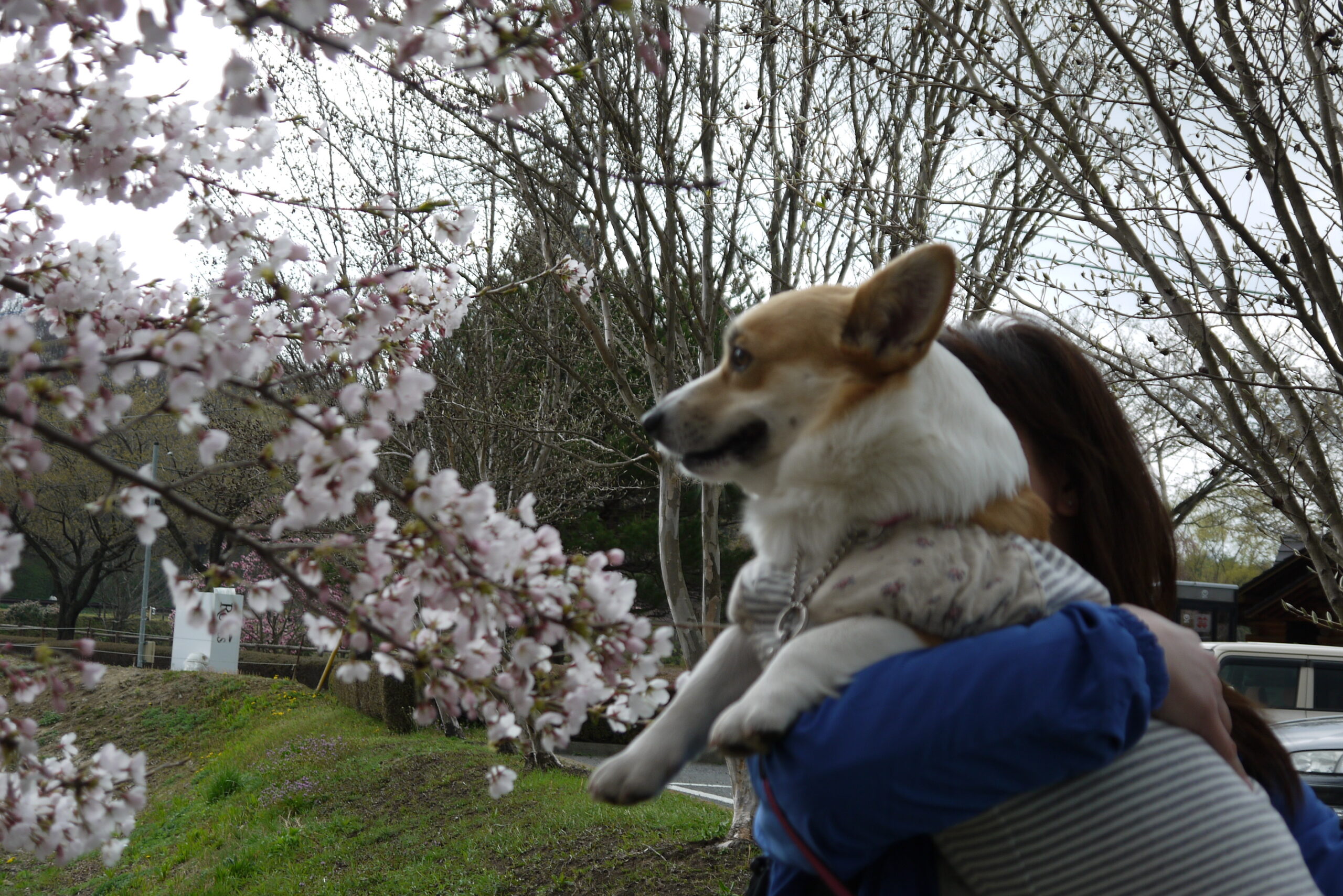桜の下で抱かれて満開の桜を見つめるサラ