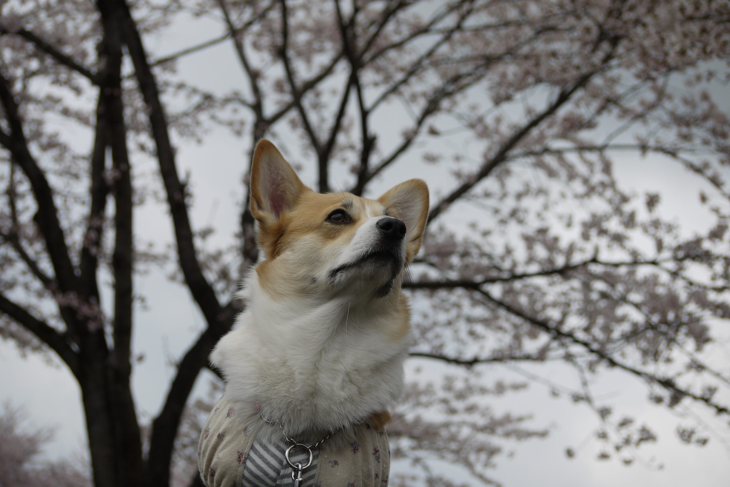 一眼レフで撮った桜の下のサラ(2012年・サラ2歳半の頃)