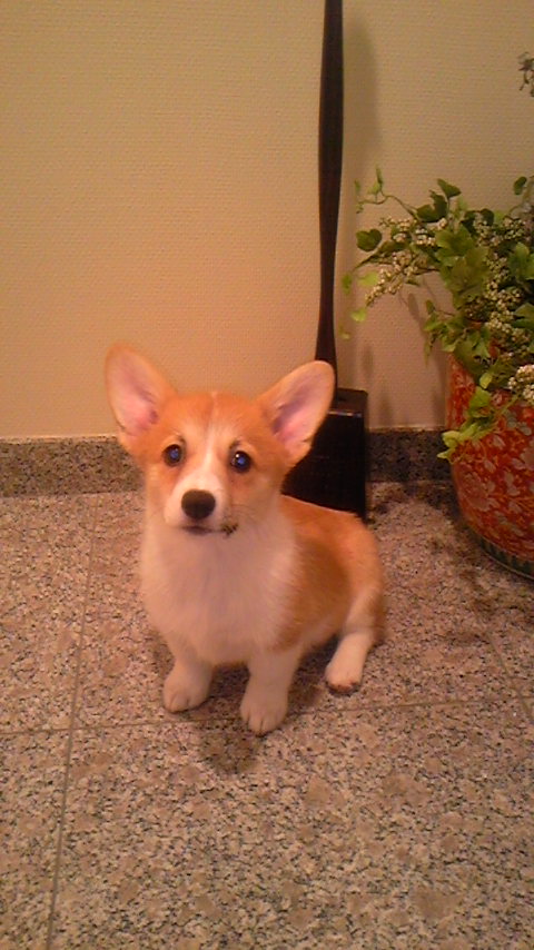 11年間の年中エアコン生活が始まった頃のサラ(2009年・引き取り直後)