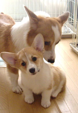 親犬と兄弟と一緒に過ごす我が家のサラ(子犬時代)