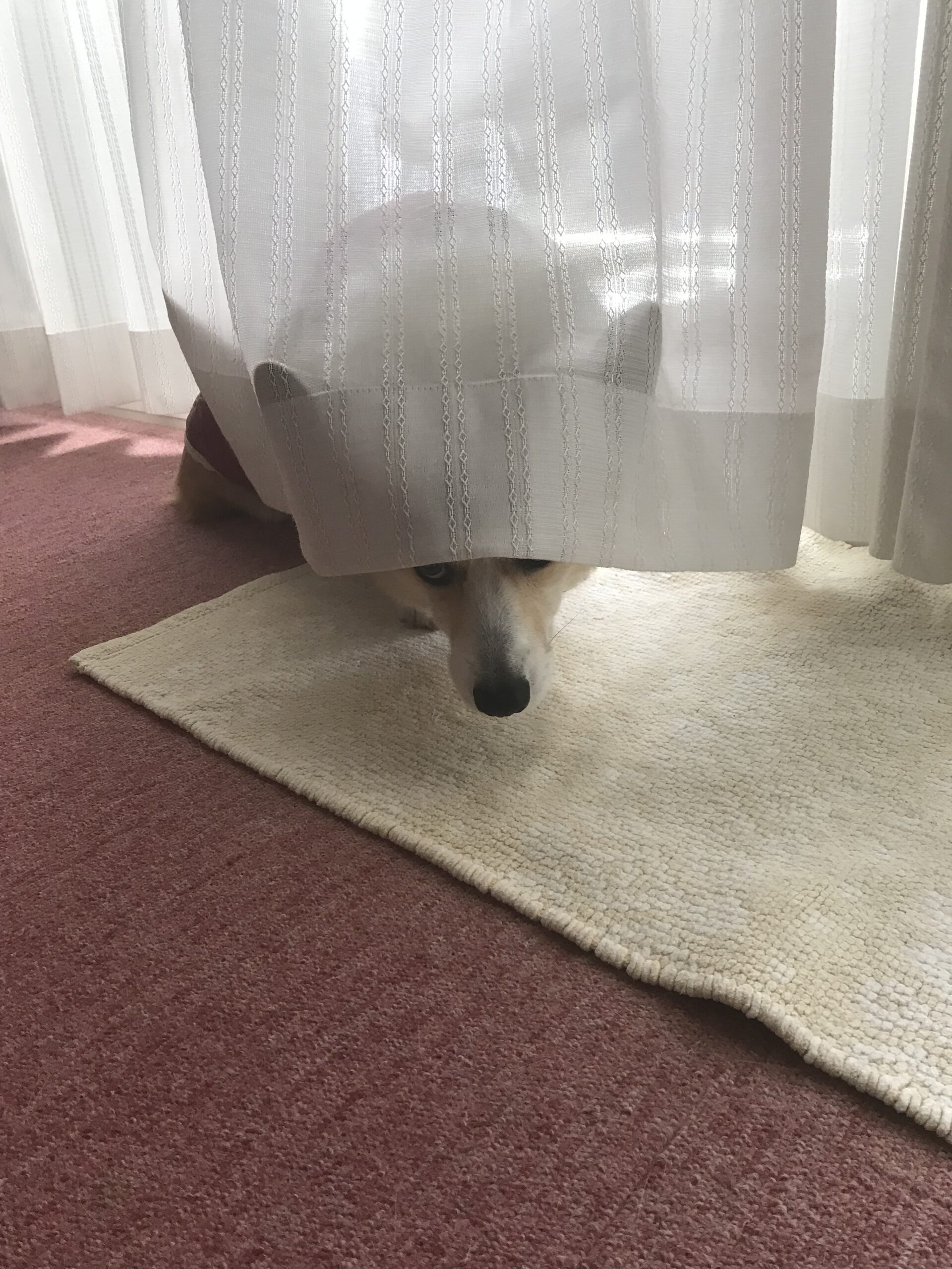 音にビックリしてカーテンに隠れているつもりのサラ