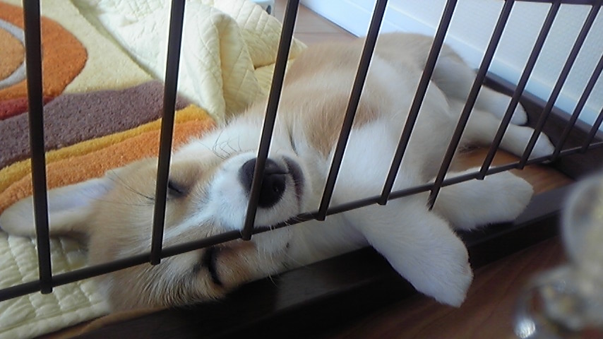 室内で安心しきって眠るサラ(引き取り直後)