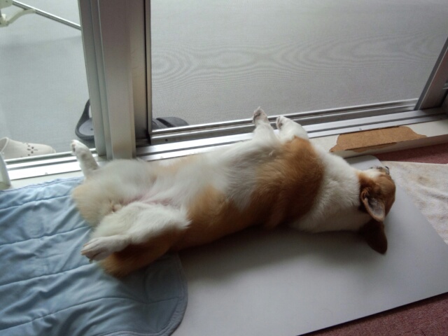 家族にだけ見せてくれた、成犬になってからのへそ天姿(5歳の頃)