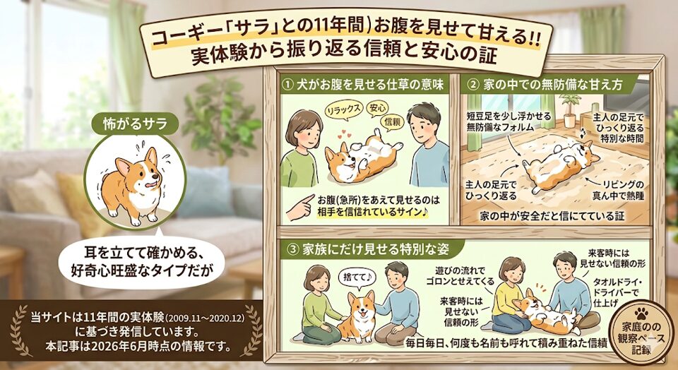 お腹を見せて甘えるサラ｜信頼関係が深まったからこそ見せる可愛い仕草