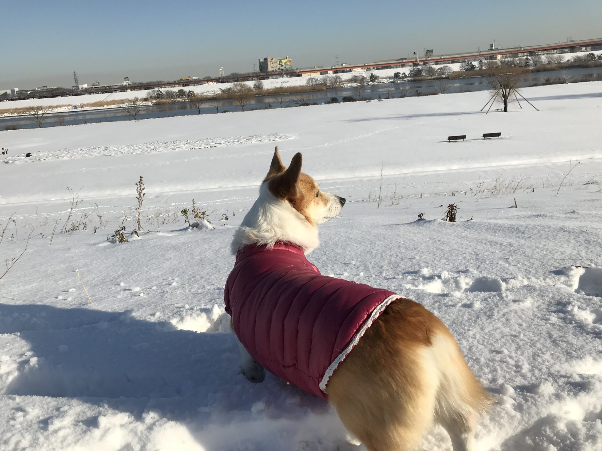 普段より厚手の服を着せて雪の日の散歩へ出かけたサラ