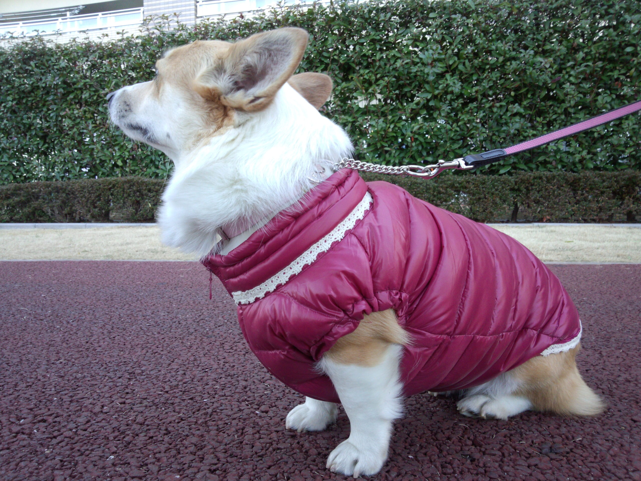 母がサラの体型に合わせて犬用に作り変えてくれた、ダウンジャケット