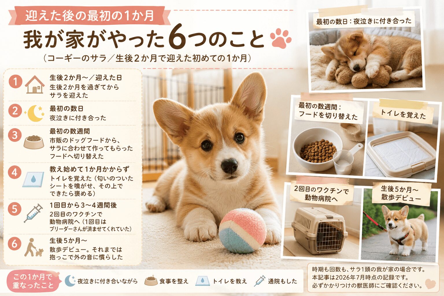 迎えた初日から最初の1か月にやったこと｜生後2か月で来たサラの記録