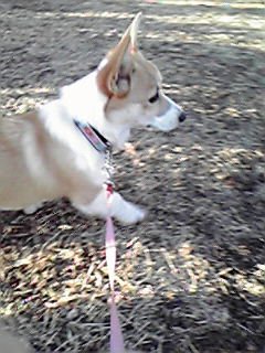 子犬のころのコーギーのサラ