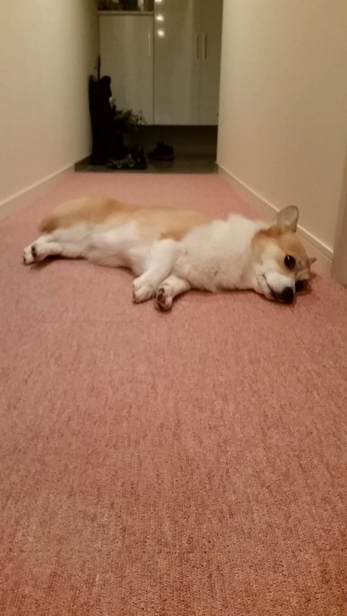 廊下で寝そべっているコーギーのサラ