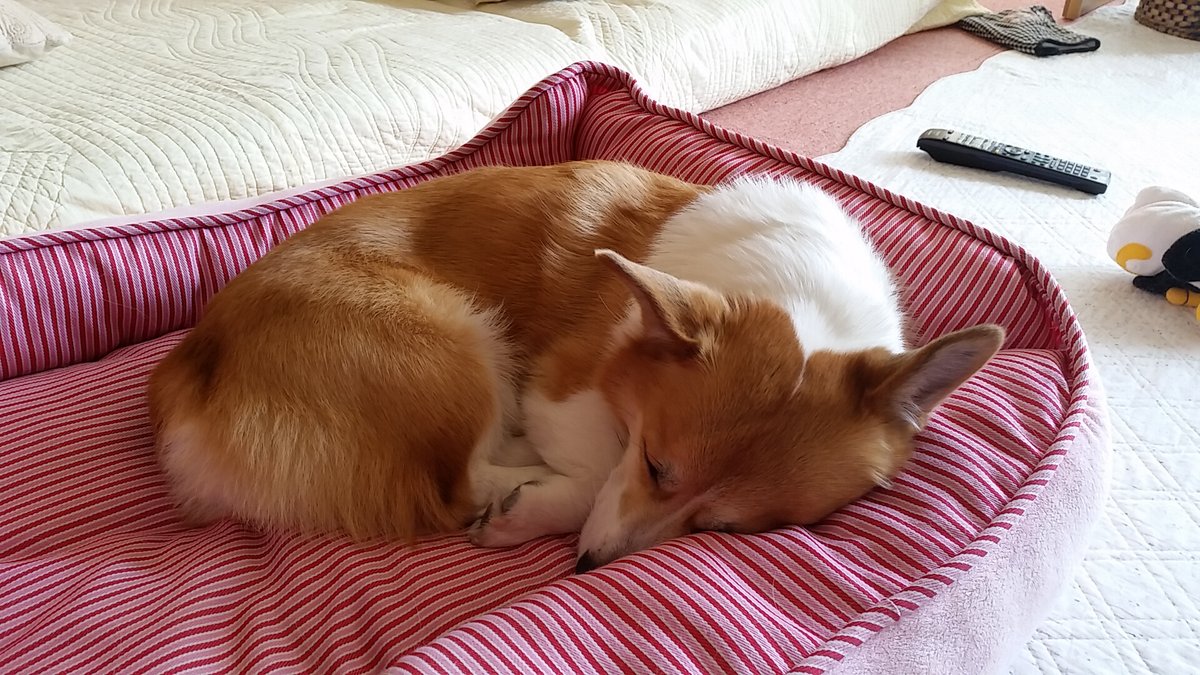 ベッドで丸くなって眠るコーギーのサラ