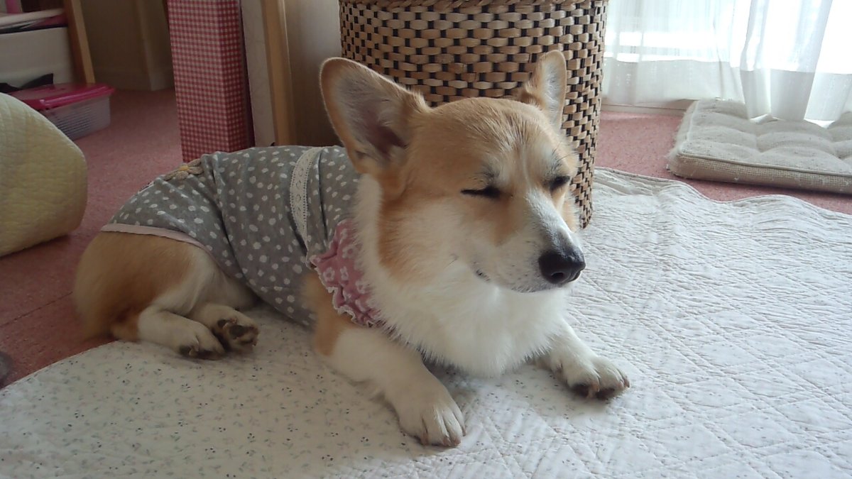 室内で眠そうにしているコーギーのサラ