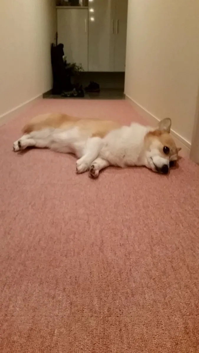 廊下で寝そべっているコーギーのサラ