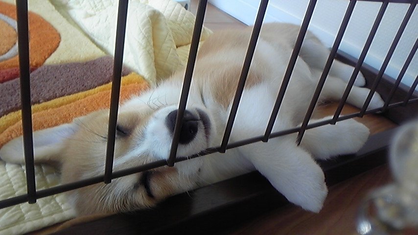 仕切りの中で眠っている、子犬のころのコーギーのサラ