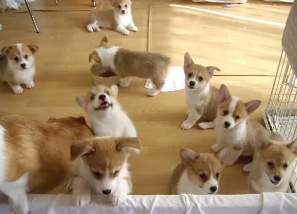 ブリーダーの部屋に集まるコーギーの子犬たち