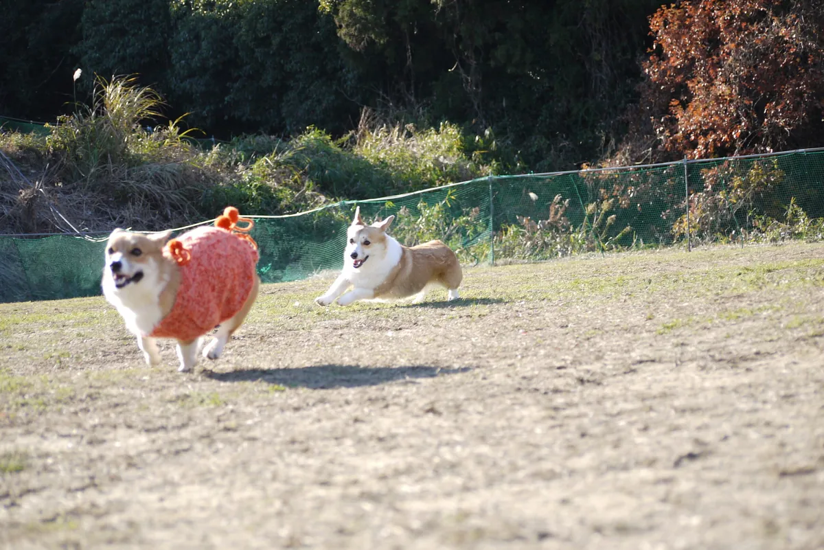 相性の良いコーギー仲間と走り回るサラ（奥）