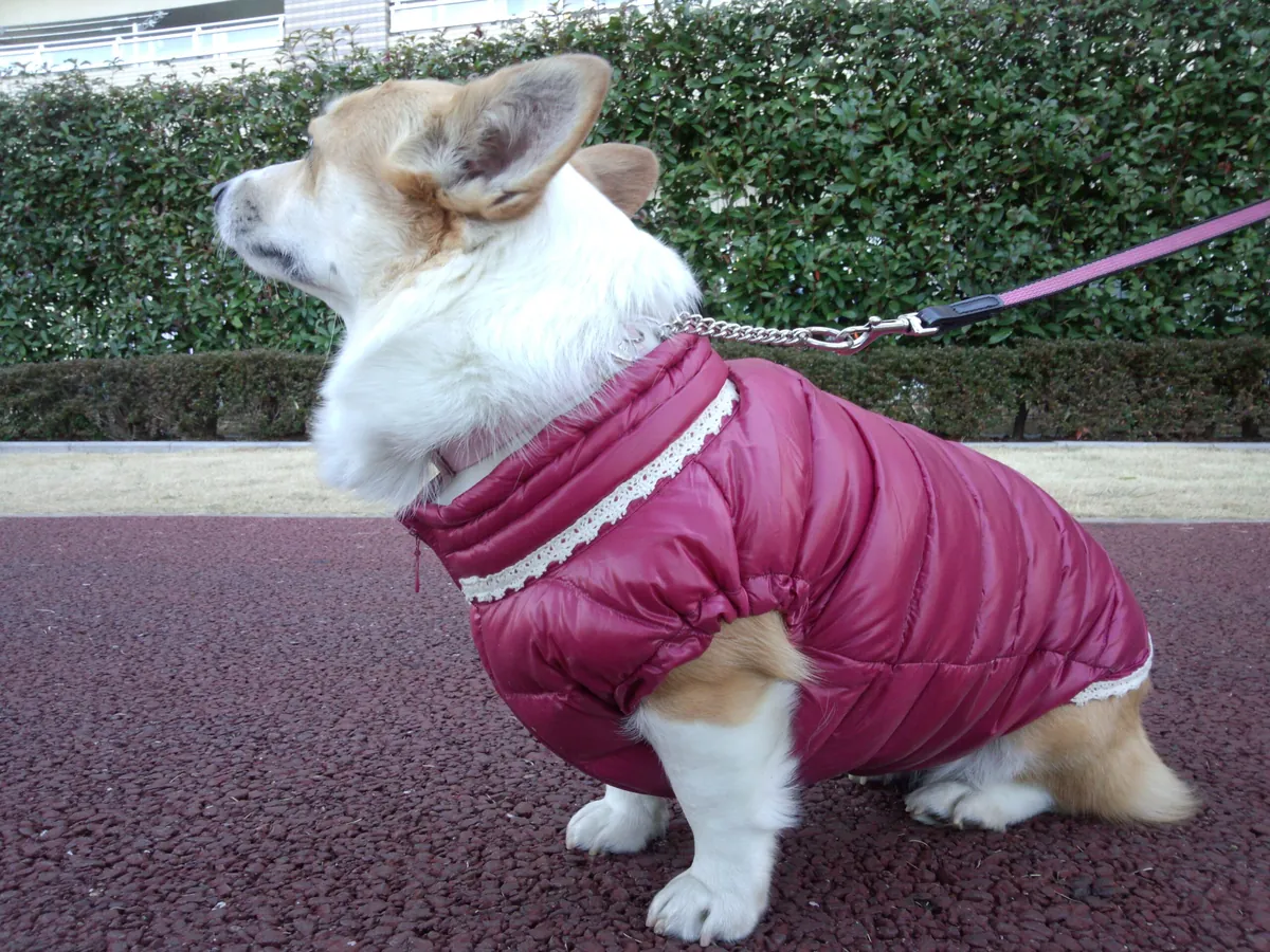 母がサラの体型に合わせて犬用に作り変えてくれた、ダウンジャケット